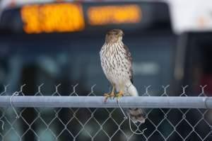 A Cooper's hawk perches on a chain link fence with a city bus as background.