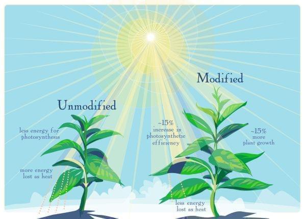 Graphic showing photosynthesis research.
