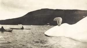 A polar bear watches Arctic explorers on the Crocker Land expedition.