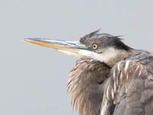 Tight shot of a great blue heron's head and neck with dull gray background.