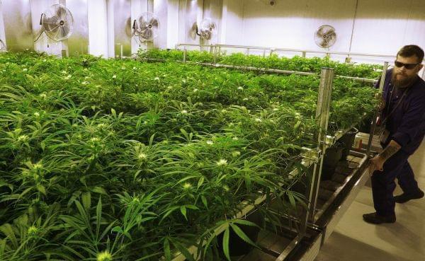 In this Sept. 15, 2015 file photo, lead grower Dave Wilson cares for marijuana plants in the "Flower Room" at the Ataraxia medical marijuana cultivation center in Albion, Ill. 