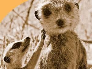 A young meerkat investigates a spy meerkat