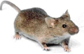 A brown rat.