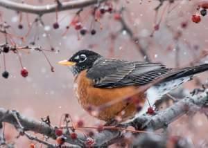 Closeup of an American robin perched on a branch with snow falling around it. Tiny red crabapples dangle from other branches around it.