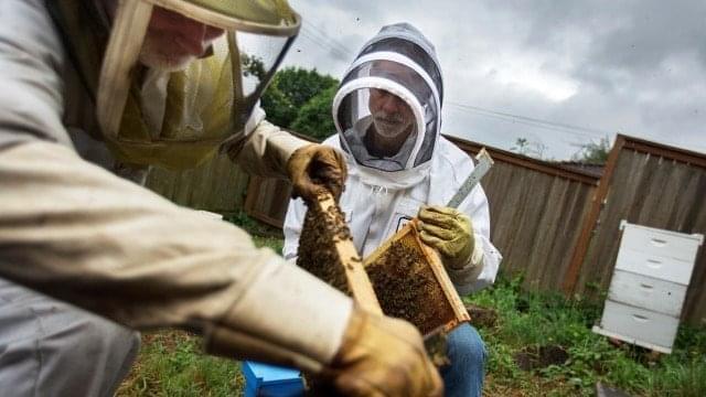 Beekeepers Glen Andresen and Tim Wessels are trying to breed a honey bee that is more resilient to colder climates. 