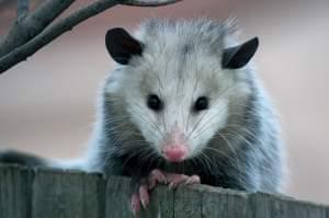 An opossum peeks over a wooden fence directly into the camera.