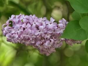 A lilac bush (Syringa vulgaris) showing a panicle with multiple flowers in bloom and leaves. Victoria, Australia.