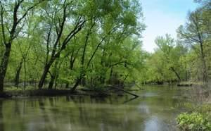 The Sangamon River at Allerton Park.