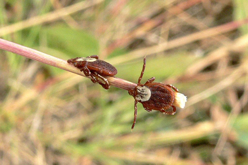 ticks
