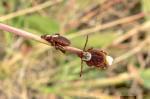 ticks