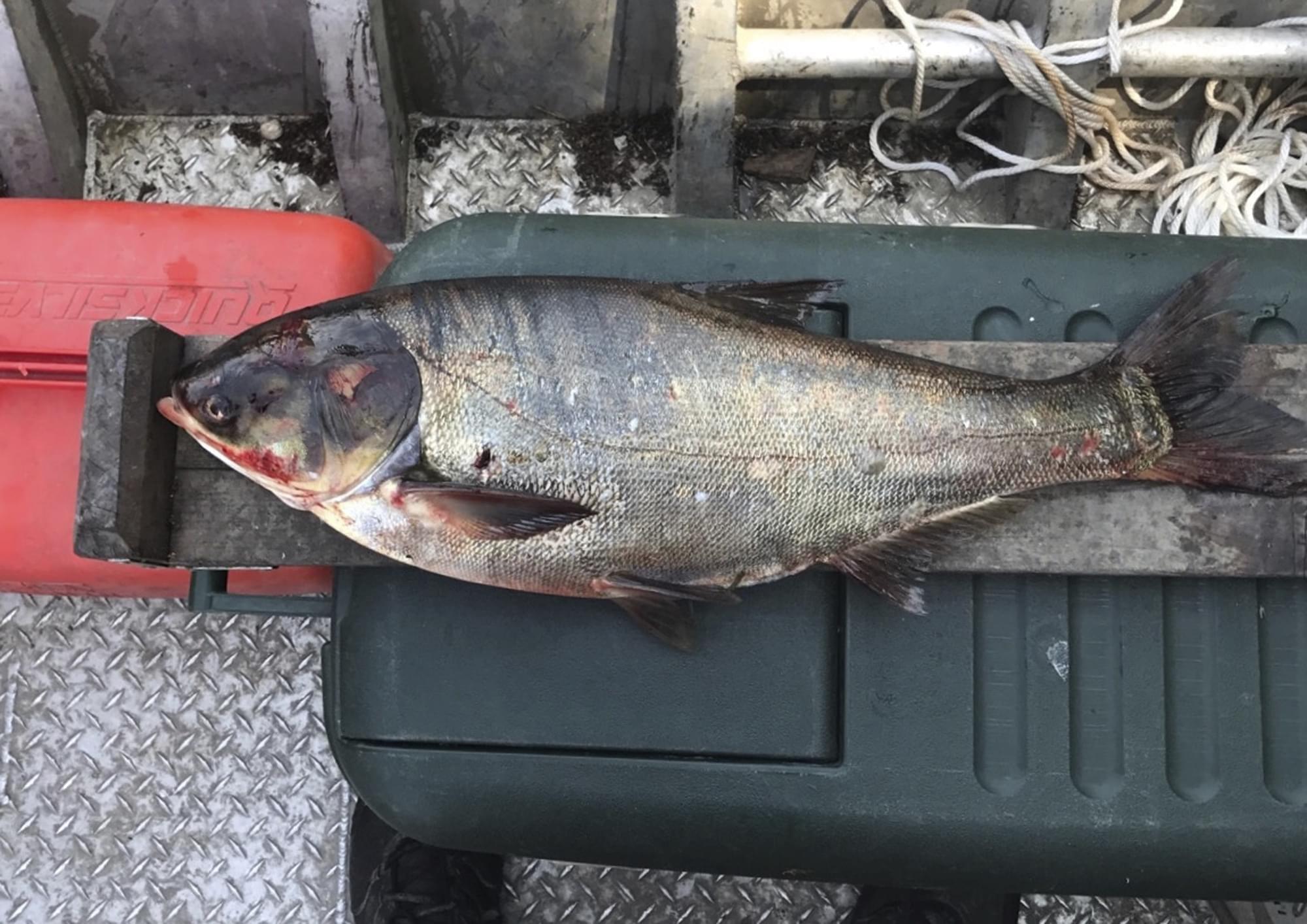 In a June 22, 2017 photo provided by the Illinois Department of Natural Resources shows a silver carp that was caught in the Illinois Waterway below T.J. O'Brien Lock and Dam, approximately nine miles away from Lake Michigan.