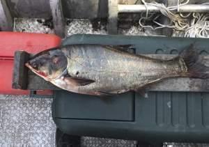 In a June 22, 2017 photo provided by the Illinois Department of Natural Resources shows a silver carp that was caught in the Illinois Waterway below T.J. O'Brien Lock and Dam, approximately nine miles away from Lake Michigan. 