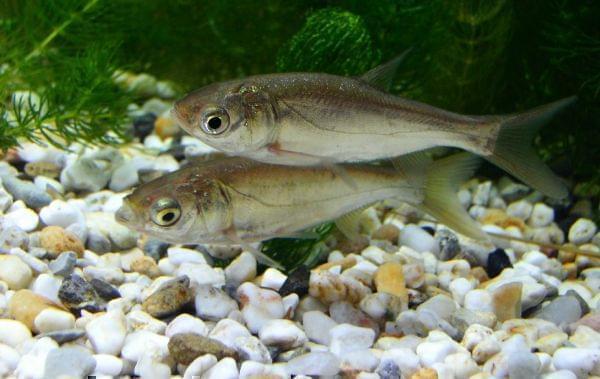 Juvenile silver carp.