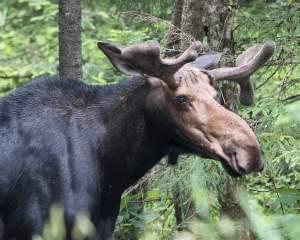 Head shot of a bull moose with antlers half-grown.