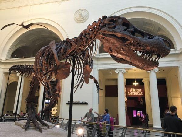 Sue the T. rex at the Field Museum in Chicago