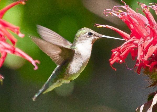 A female ruby-throated hummingbird hovering in front of a flower in a garden.