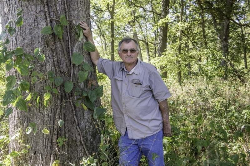 Louis Nelms with a white oak tree that may have been damaged by herbicide drift in rural Atlanta, Ill. on September 30. 