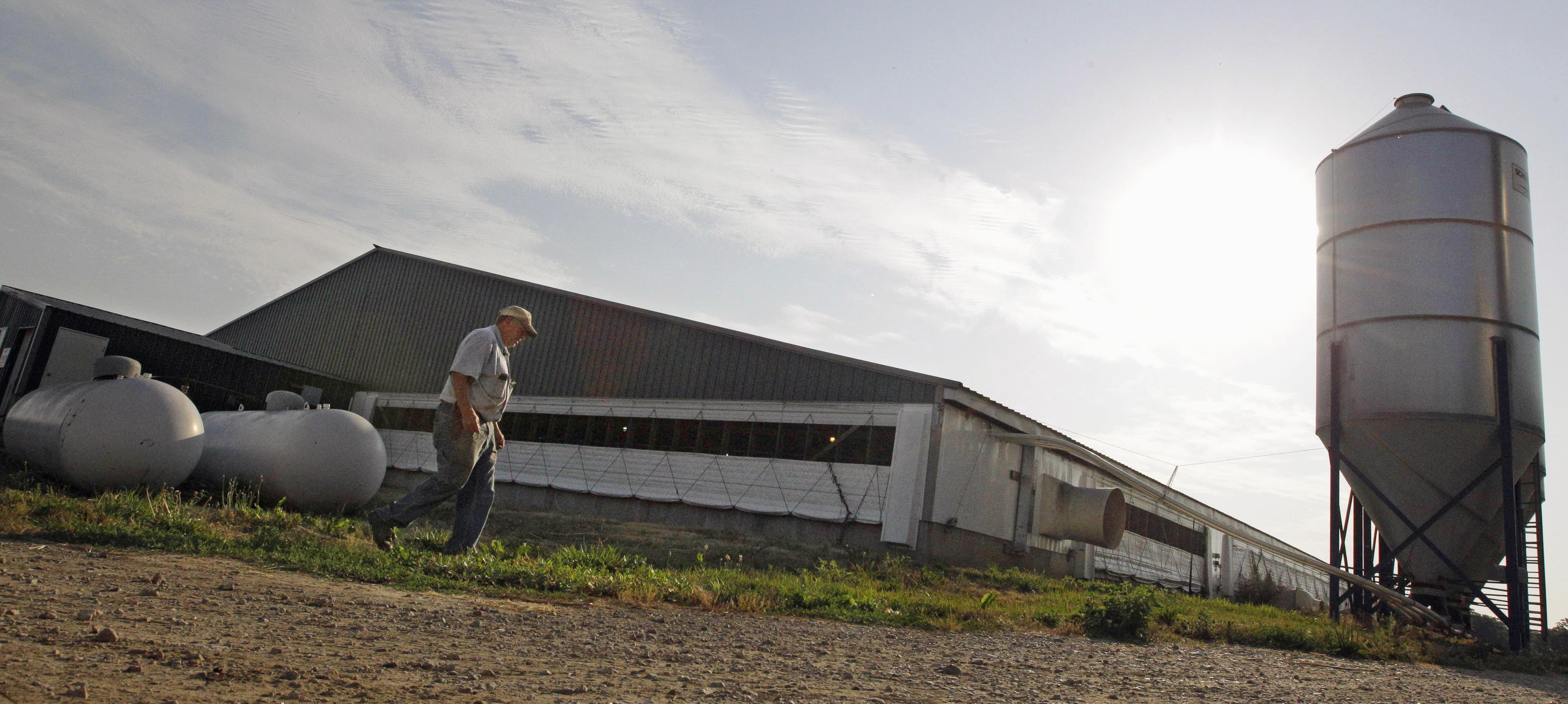 In this June, 28, 2012 photo, hog farmer Robert Young, 68, walks past his hog barn while tending to his livestock on his family farm in Buckhart, Ill.