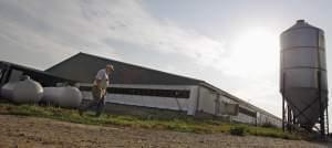 In this June, 28, 2012 photo, hog farmer Robert Young, 68, walks past his hog barn while tending to his livestock on his family farm in Buckhart, Ill.