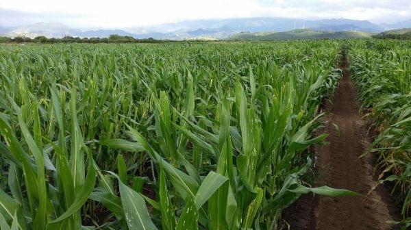 Rows of corn in Puerto Rico.