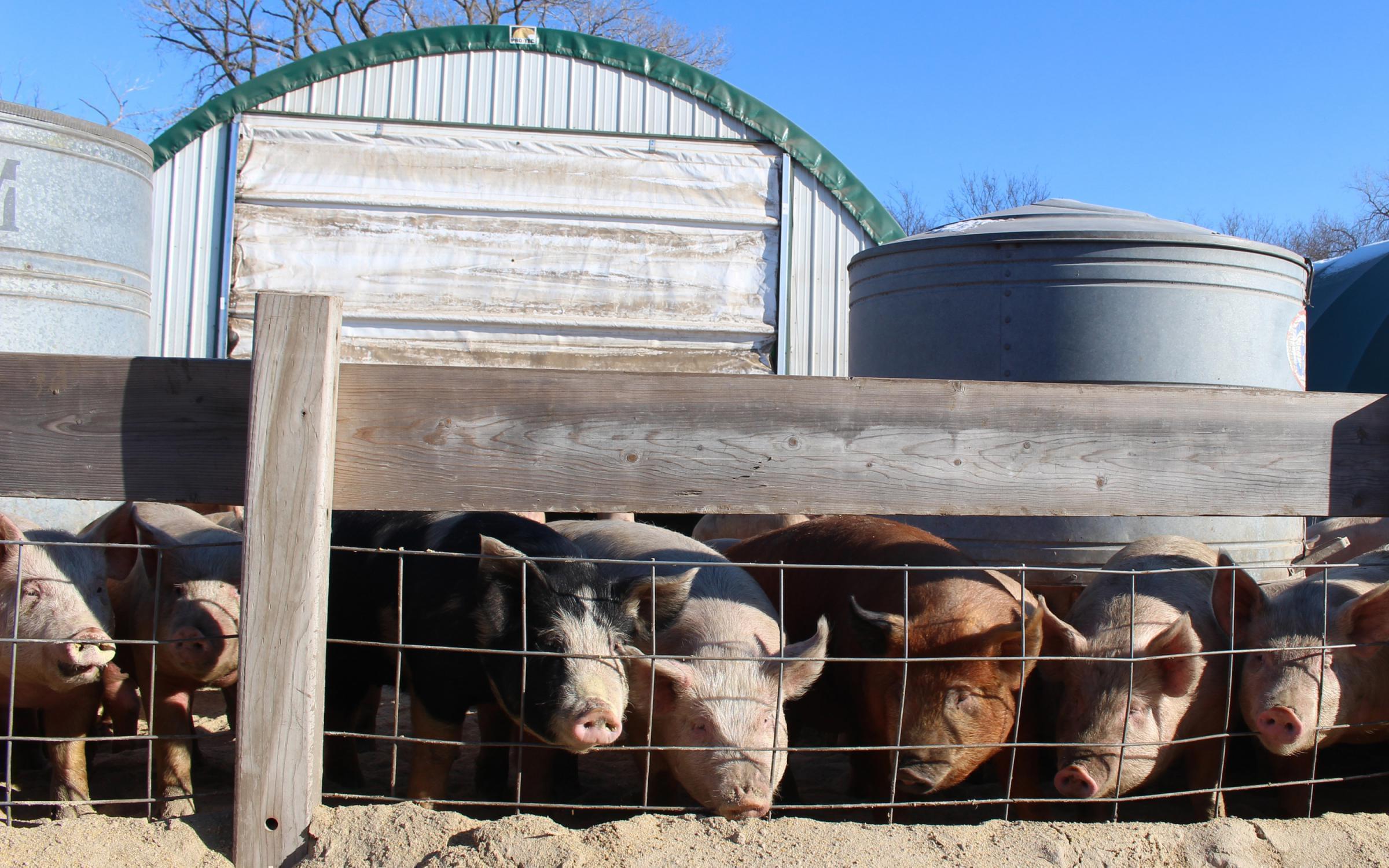Hogs find the sunshine on a cold January day in eastern Nebraska. In addition to pigs, the Delaney family raises cattle and sheep and grows corn, soybeans and hay.