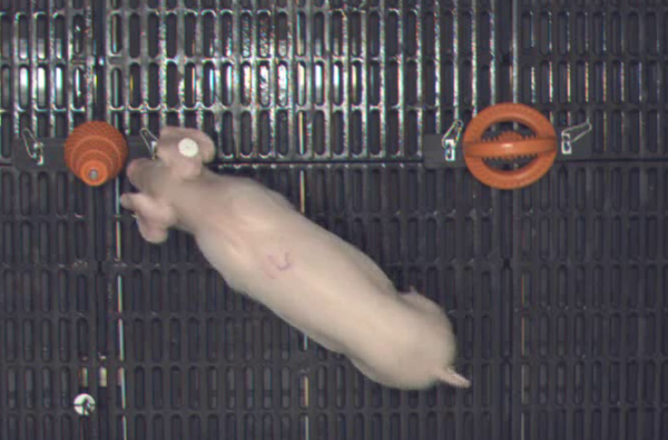 A pig explores objects in an arena designed for research on piglet brain development at the U of I Piglet Nutrition and Cognition Lab.