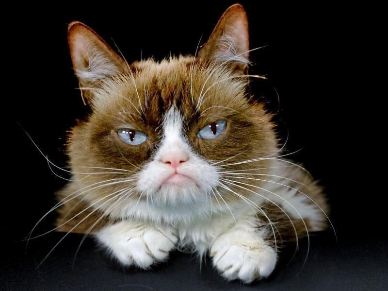 Grumpy cat
