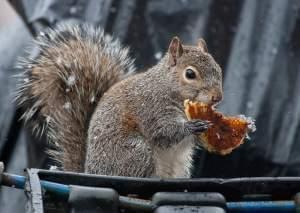 Tight shot of a gray squirrel perched on the edge of a dumpster. It's holding a half-eaten pancake in its front paws.