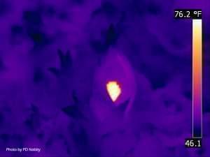 Thermal image showing warmth generated by skunk cabbage.
