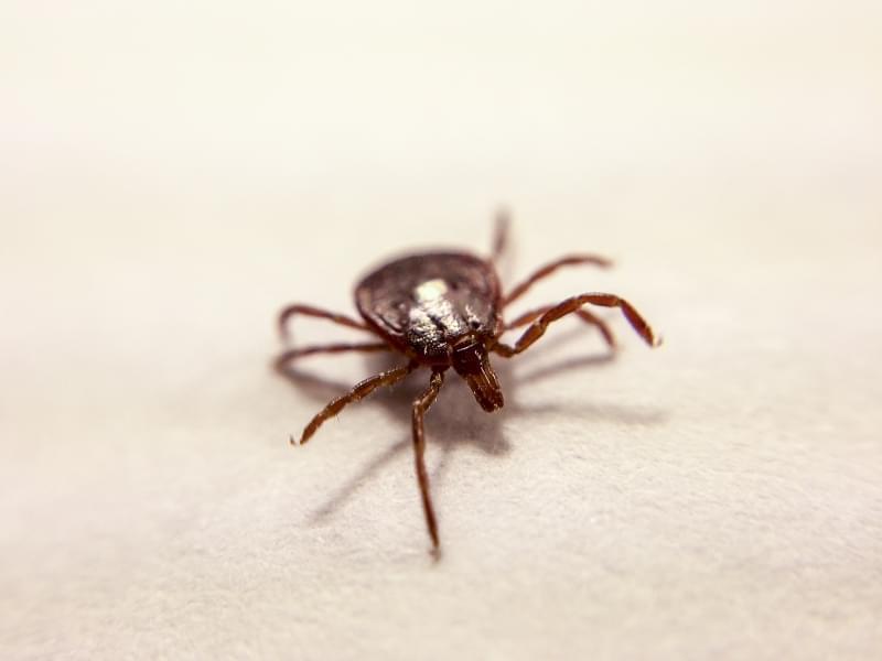 Close up, head-on shot of a tick with one foreleg lifted, on a white piece of paper.