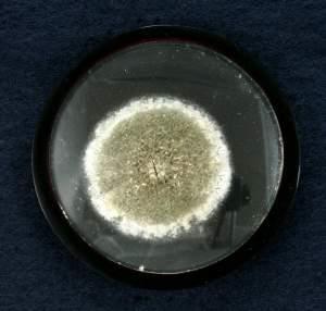 Penicillin mould presented to the Student Representative Council by Sir Alexander Fleming when he was elected Rector in 1952 