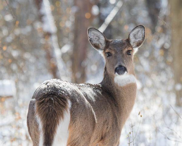 A healthy white-tailed doe in winter.