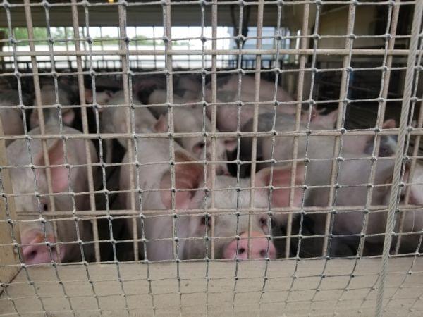 Some of Rob Ewoldt's 2,500 hogs peer out of a barn in late May. Iowa is the nation's leader in hog production, followed by North Carolina.