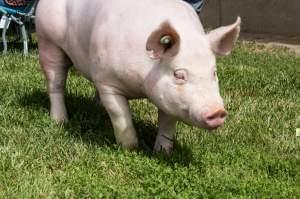 Healthy sows improve the overall health of the swine herd and reduce the need for antibiotics.
