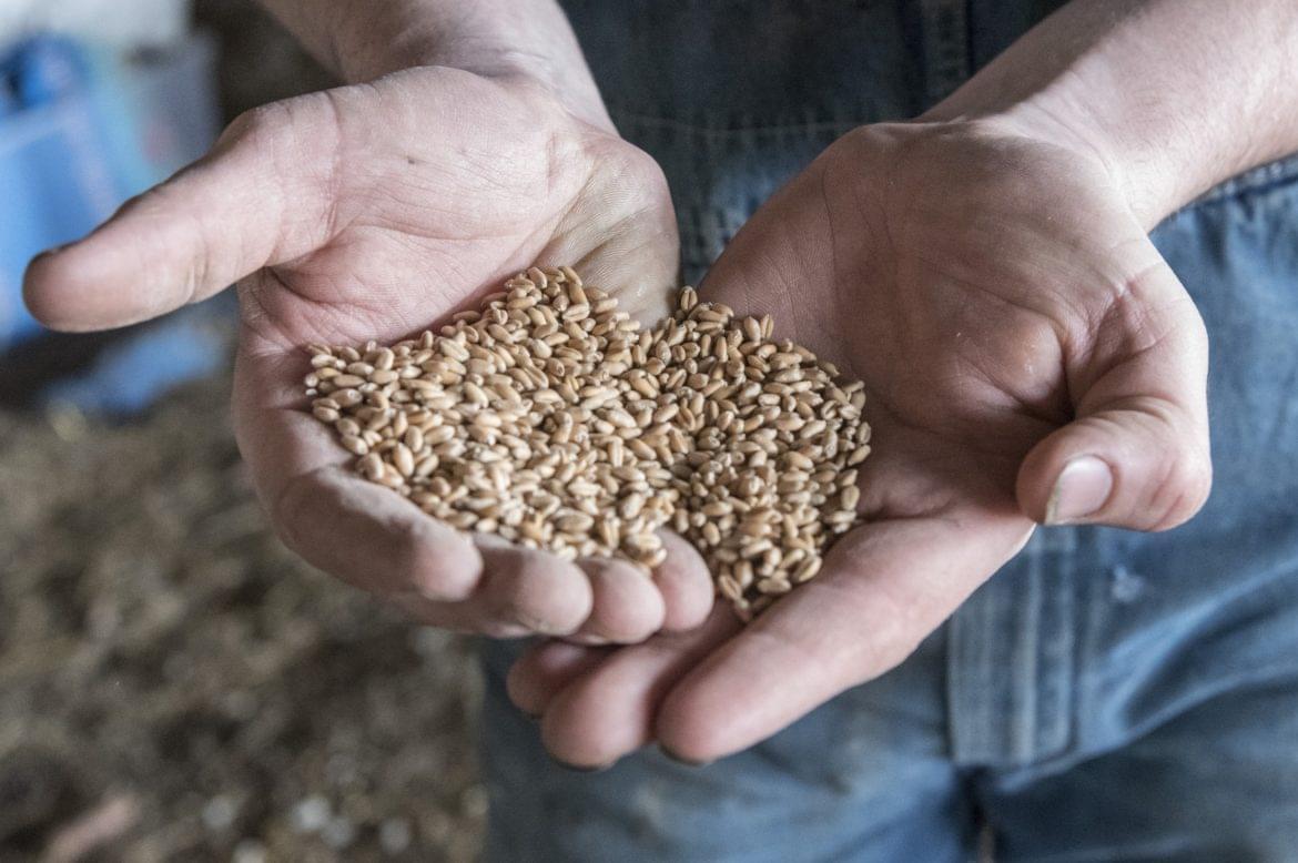 Will Glazik with some wheat the family grows on their farm near Paxton, IL on Friday, April 13, 2018.