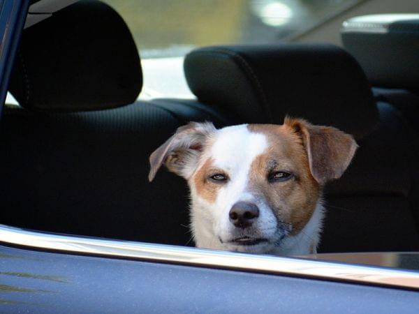 Dog in a car looking out an open window