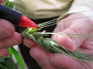 A Nebraska researcher examines experimental wheat grown in a greenhouse.