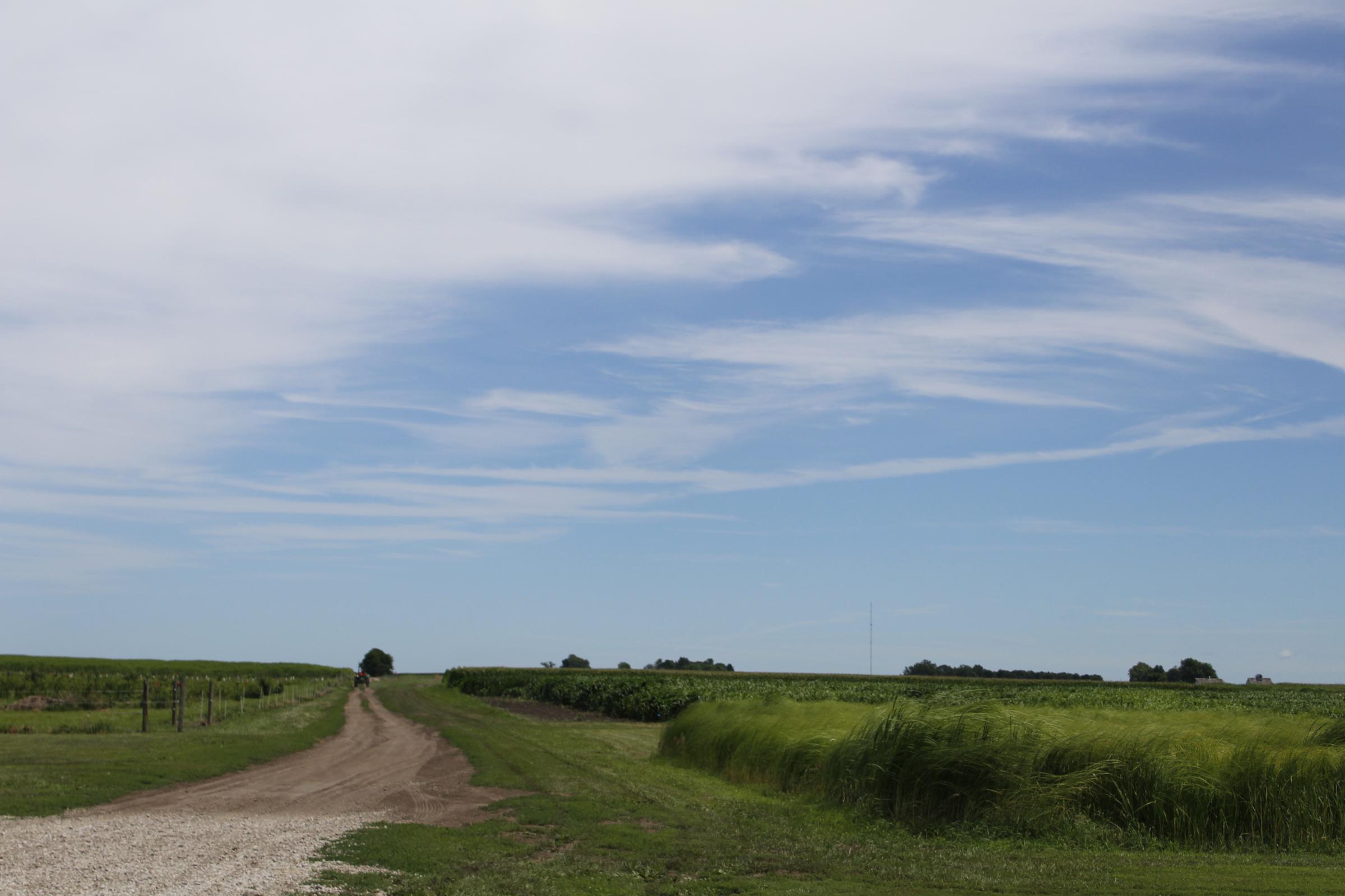 The University of Illinois Energy Farm, just south of Urbana.