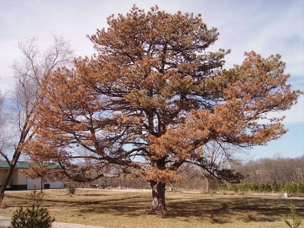 
An Austrian pine tree stricken with pine wilt.