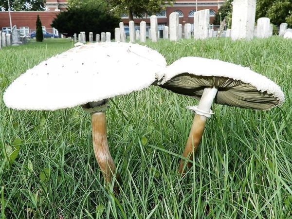 two mushrooms in a yard
