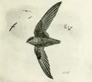 Sketch of chimney swifts from a 1913 publication for teachers in New York giving them material for "nature study."