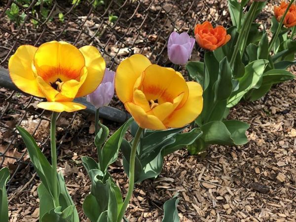 tulip blooms