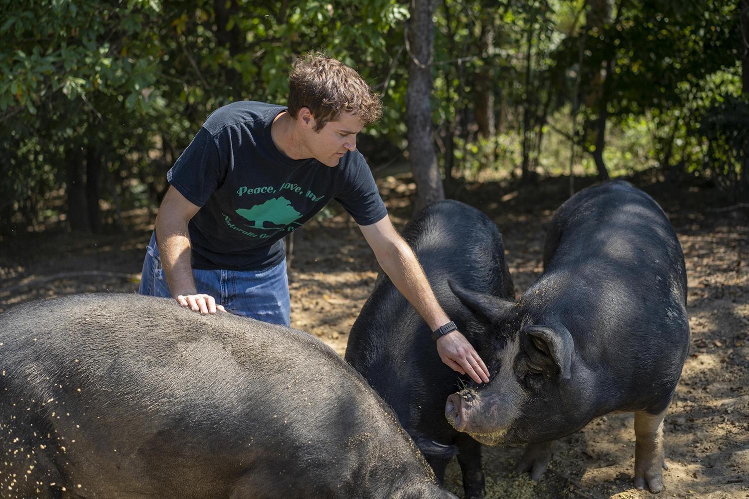 Josh Davis tends to his American mulefoot hogs on his farm in Pocahontas, Illinois. 