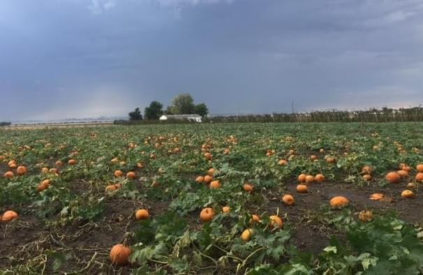 Field of pumpkins. 