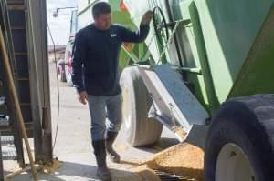 Nick Hadeland opens the hopper on a grain cart pulled into the Key Cooperative in Roland, Iowa on a busy harvest day. 