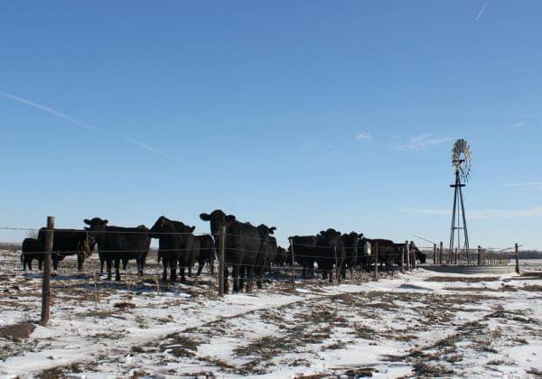 Cattle gather for a drink on a ranch in Nebraska.