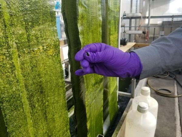 Gross-Wen Technologies is growing algae on belts that circulate through wastewater as a cheaper way to clean that water of phosphorus and nitrogen. It also harvests that algae, scraped off easily here by a gloved hand, to use as slow-release fertiliz
