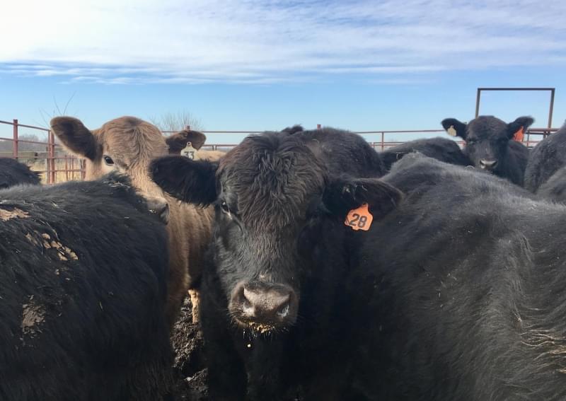 Cattle on a Paola, Kansas, farm.