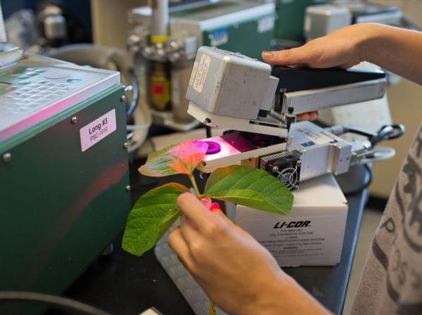 Scientists have re-engineered photosynthesis, the foundation of life on Earth, creating genetically modified plants that grow faster and bigger. Above, scientists measure how well modified tobacco plants photosynthesize compared to unmodified plants.