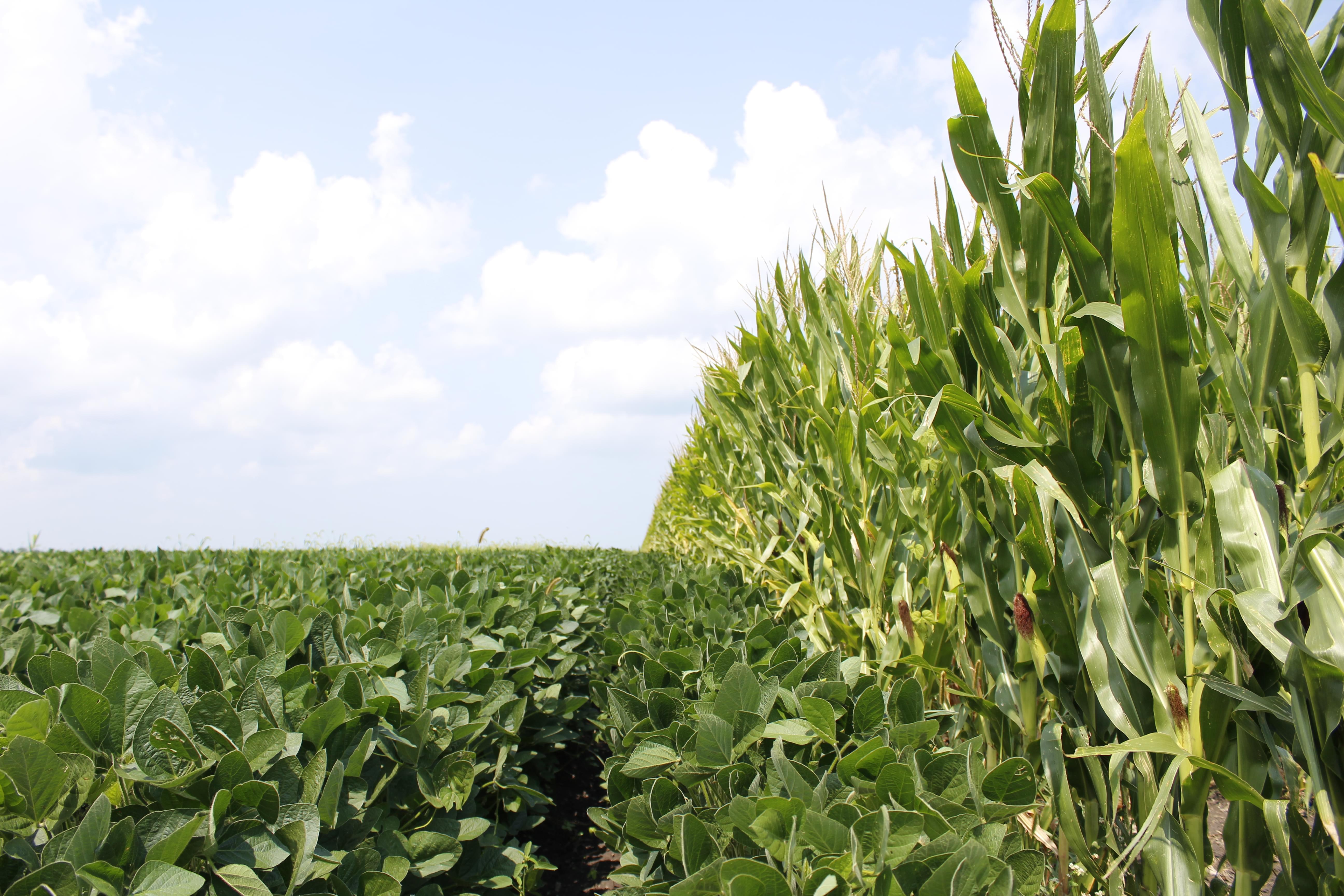 Corn and soybeans in a field.